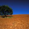 Europe, Italy, Tuscany, Maremma area, valle Maggiore