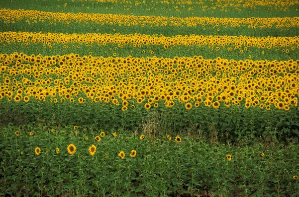 Europe, Italy, Tuscany, Maremma area, Near Suvereto