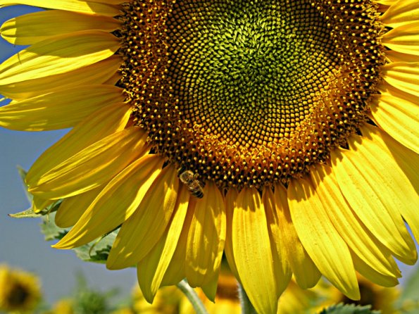 sunflower with a bee