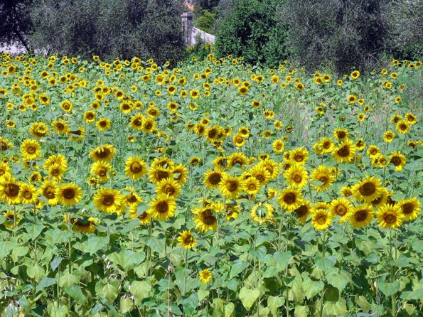 sunflowers